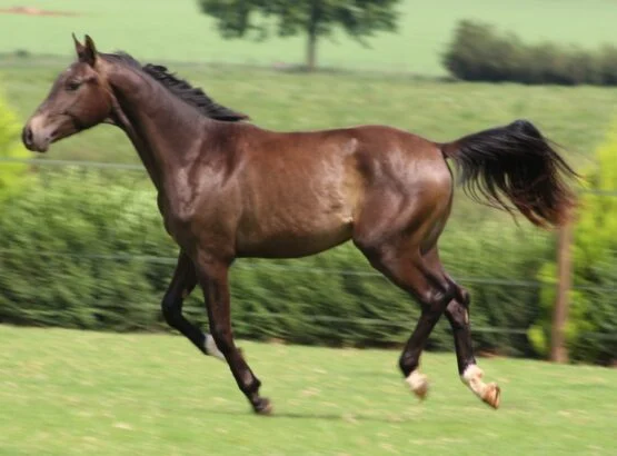 Horse Nasal Discharge: What Each Colour Means