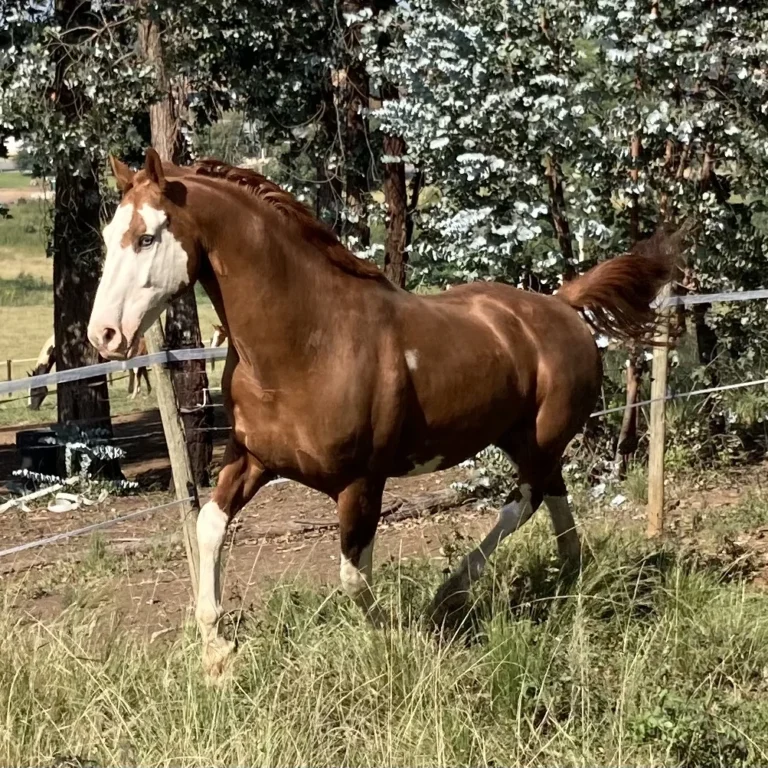 The Silent Whispers of Horses: Understanding Equine Body Language