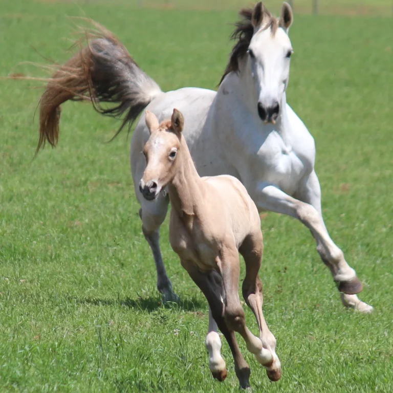 Horse nutrtion