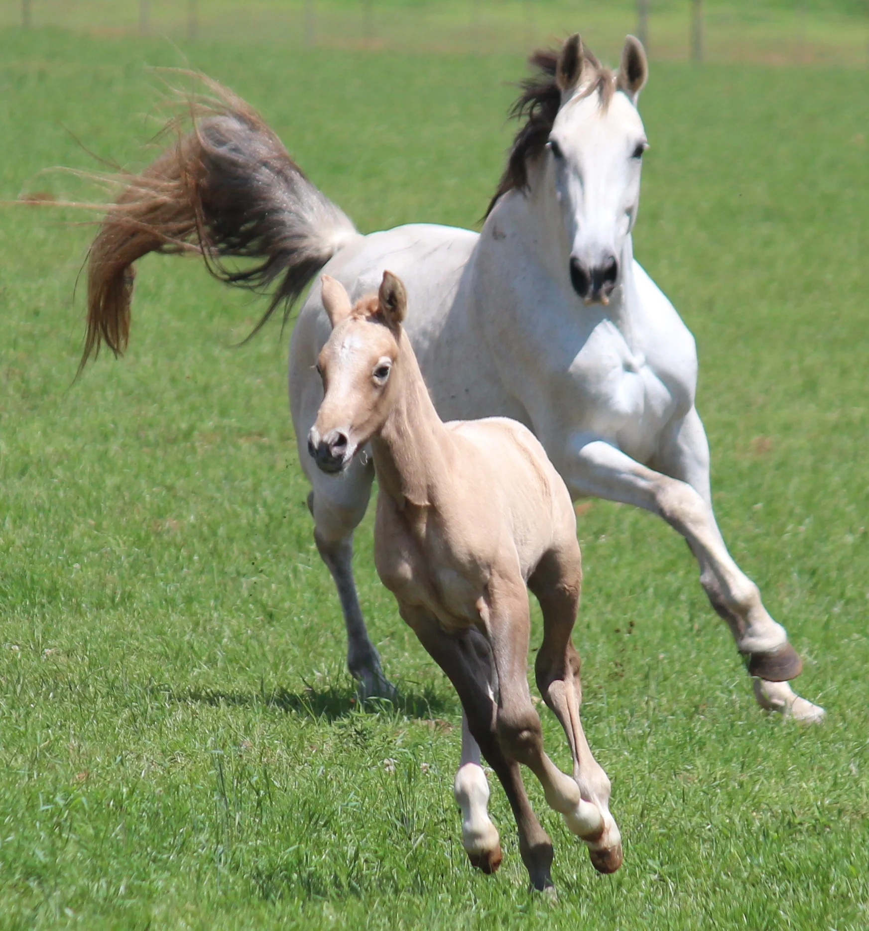 Horse nutrtion