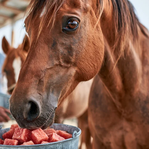 Horse enjoying frozen watermelon treats as summer cooling