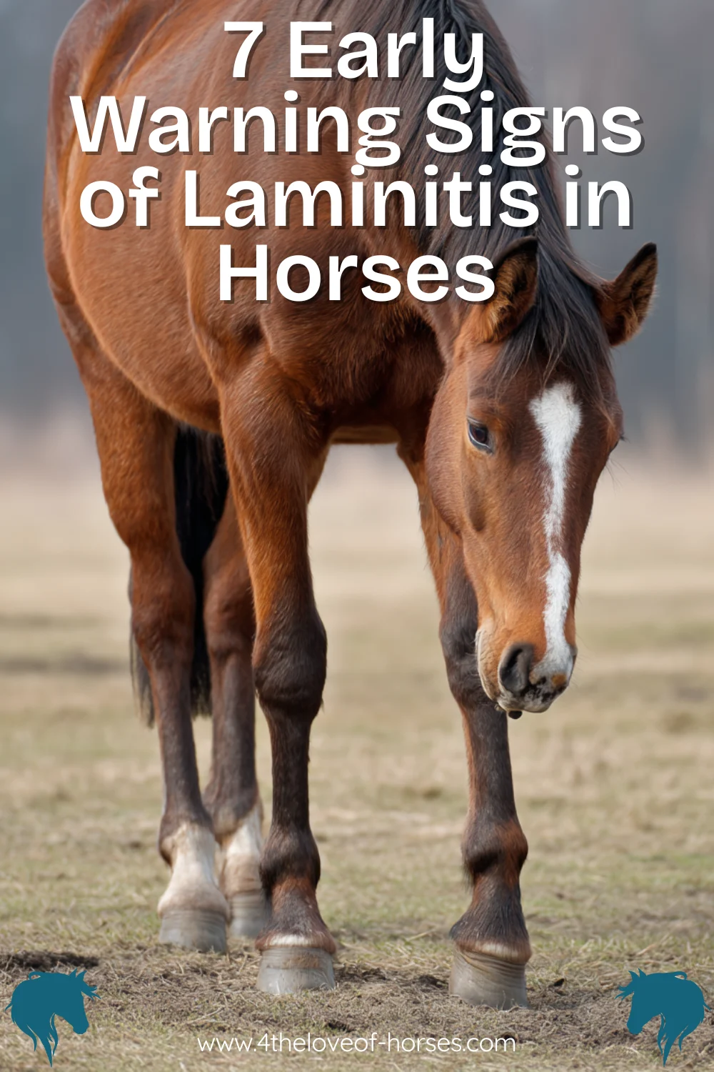 Laminitus