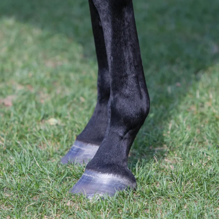 Lower leg