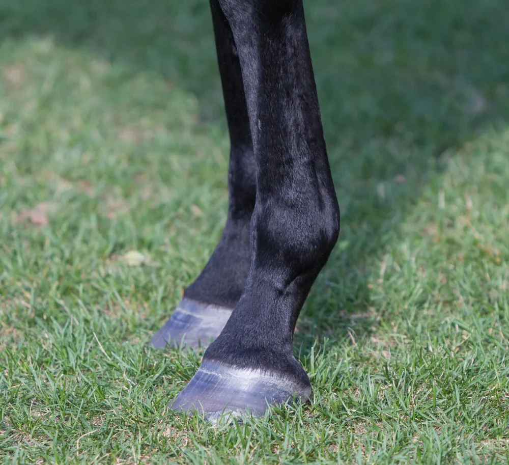 Lower leg