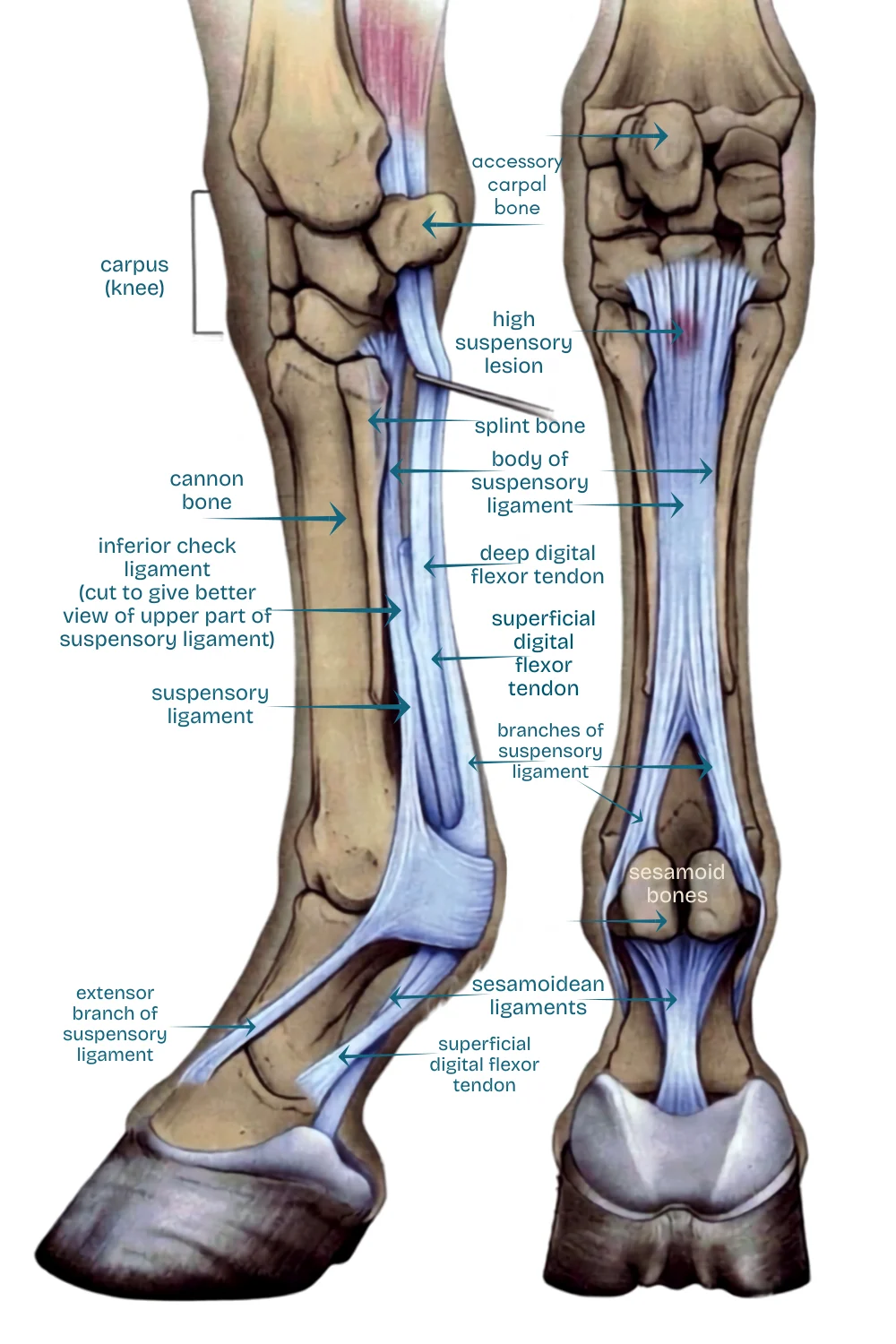 Diagram or photo showing the lower leg tendons and suspensory ligament