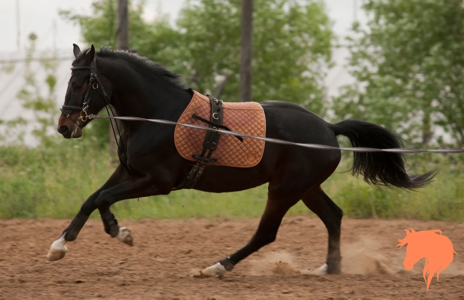 Handler lunging a horse in the triangle position, lunge line in the leading hand and whip pointing towards the hocks