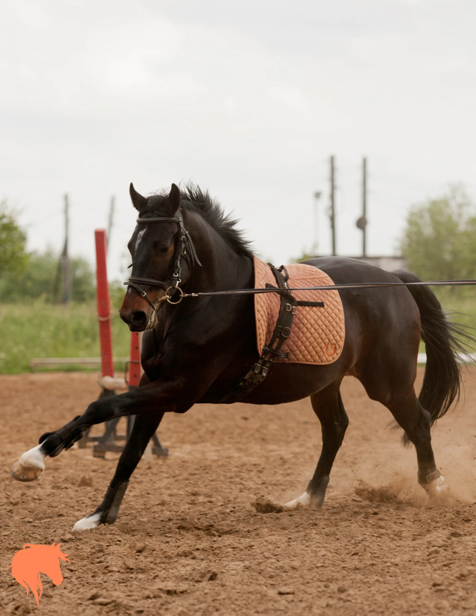 Handler lunging a horse in the triangle position, lunge line in the leading hand and whip pointing towards the hocks