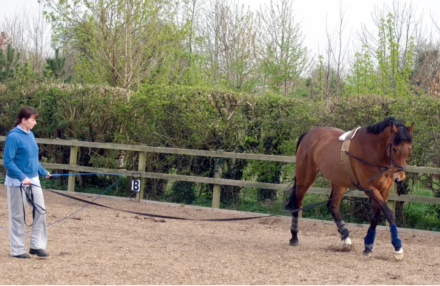 Handler lunging a horse in the triangle position, lunge line in the leading hand and whip pointing towards the hocks
