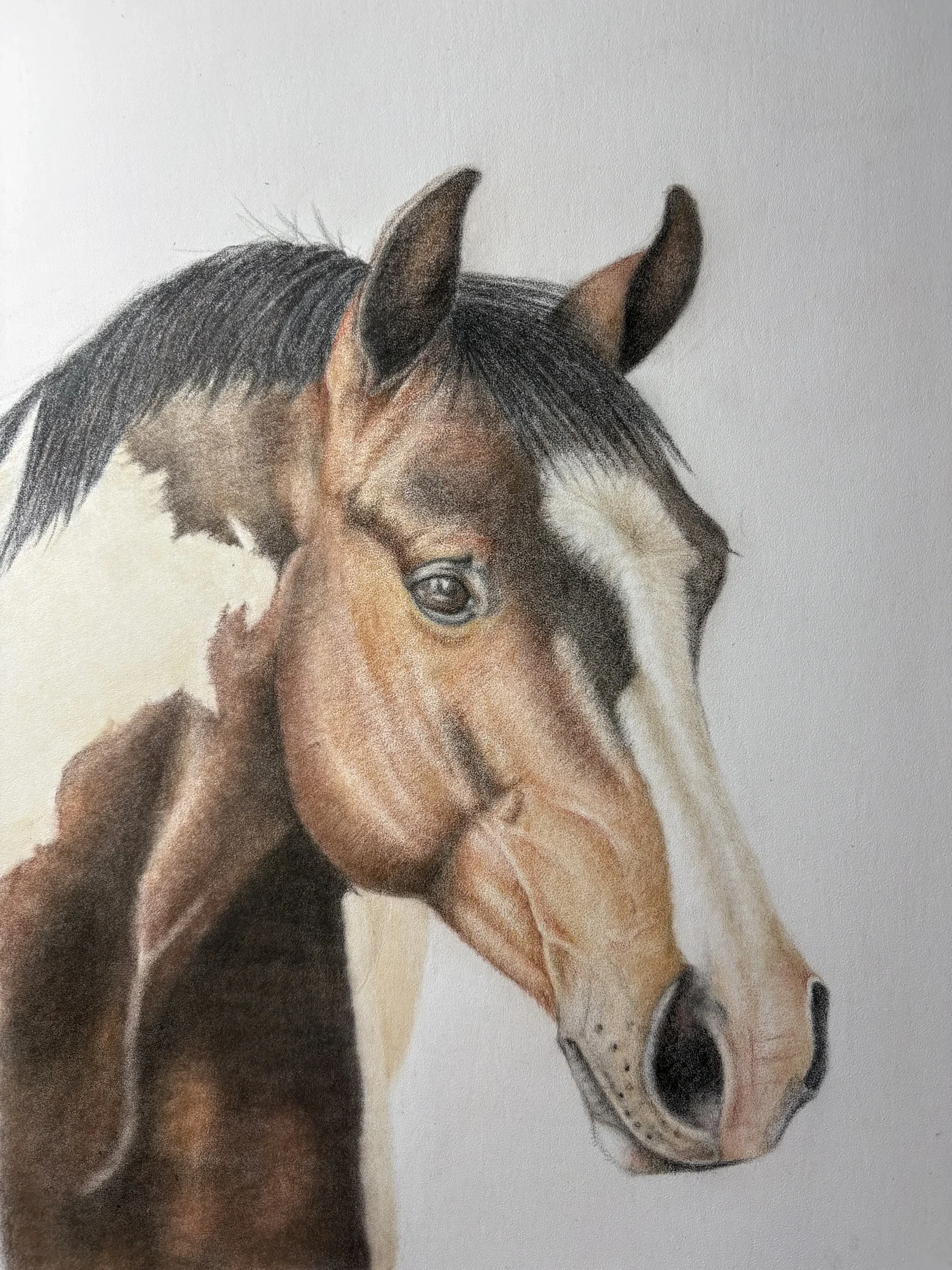 Horse portrait by Jenni B