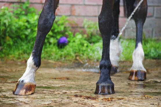 Navicular Syndrome in horses