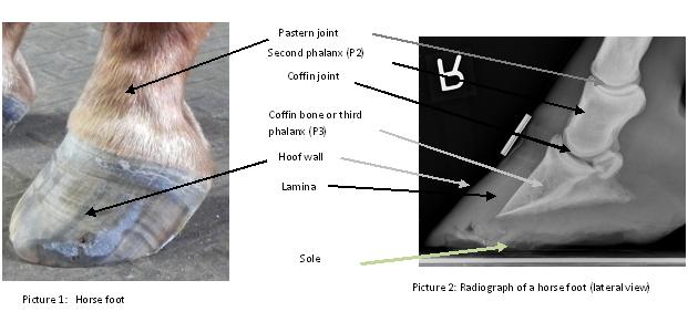 Diagnosing laminitis with an xray