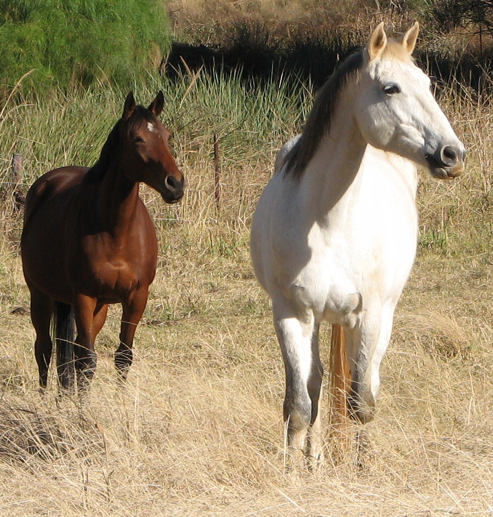 Aging equine