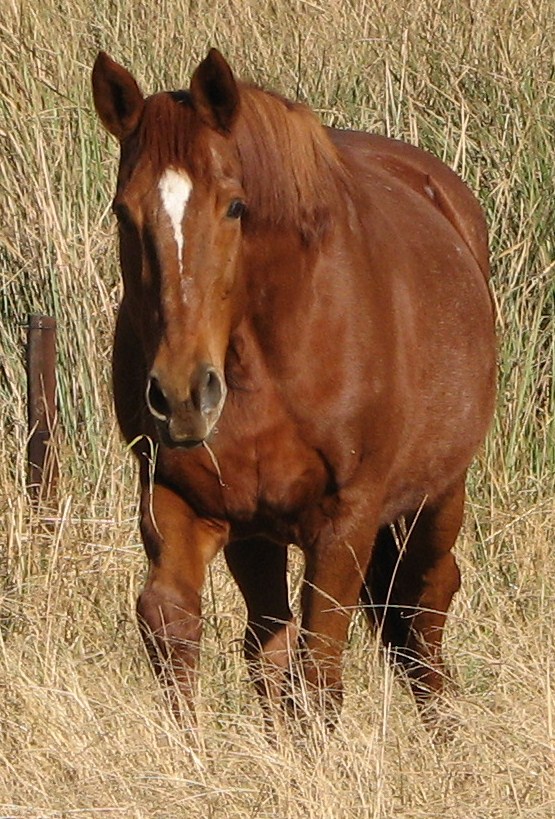 Elderly mare