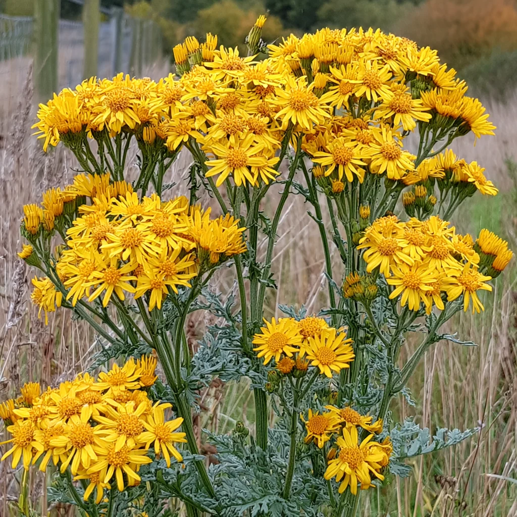 Ragwort plant with yellow daisy-like flowers — toxic to horses