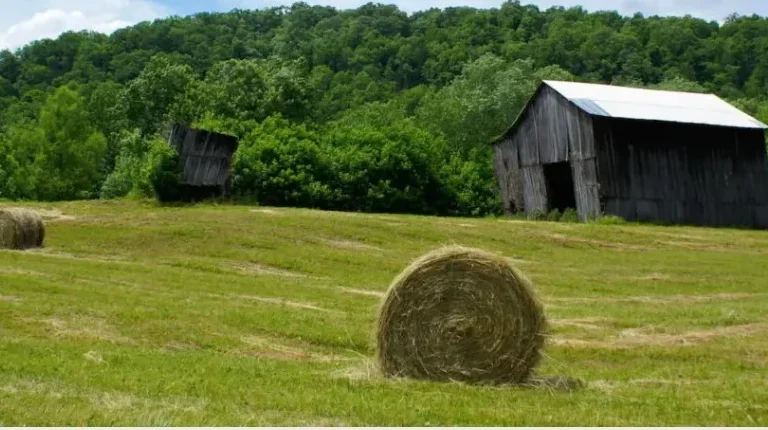 Hay
