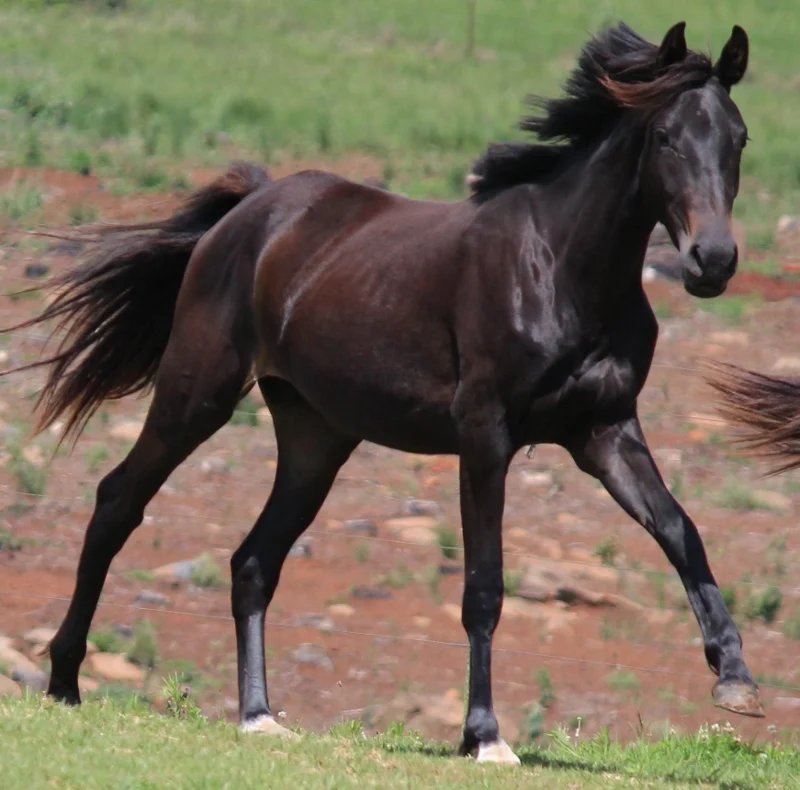 5 mistakes feeding your horse
