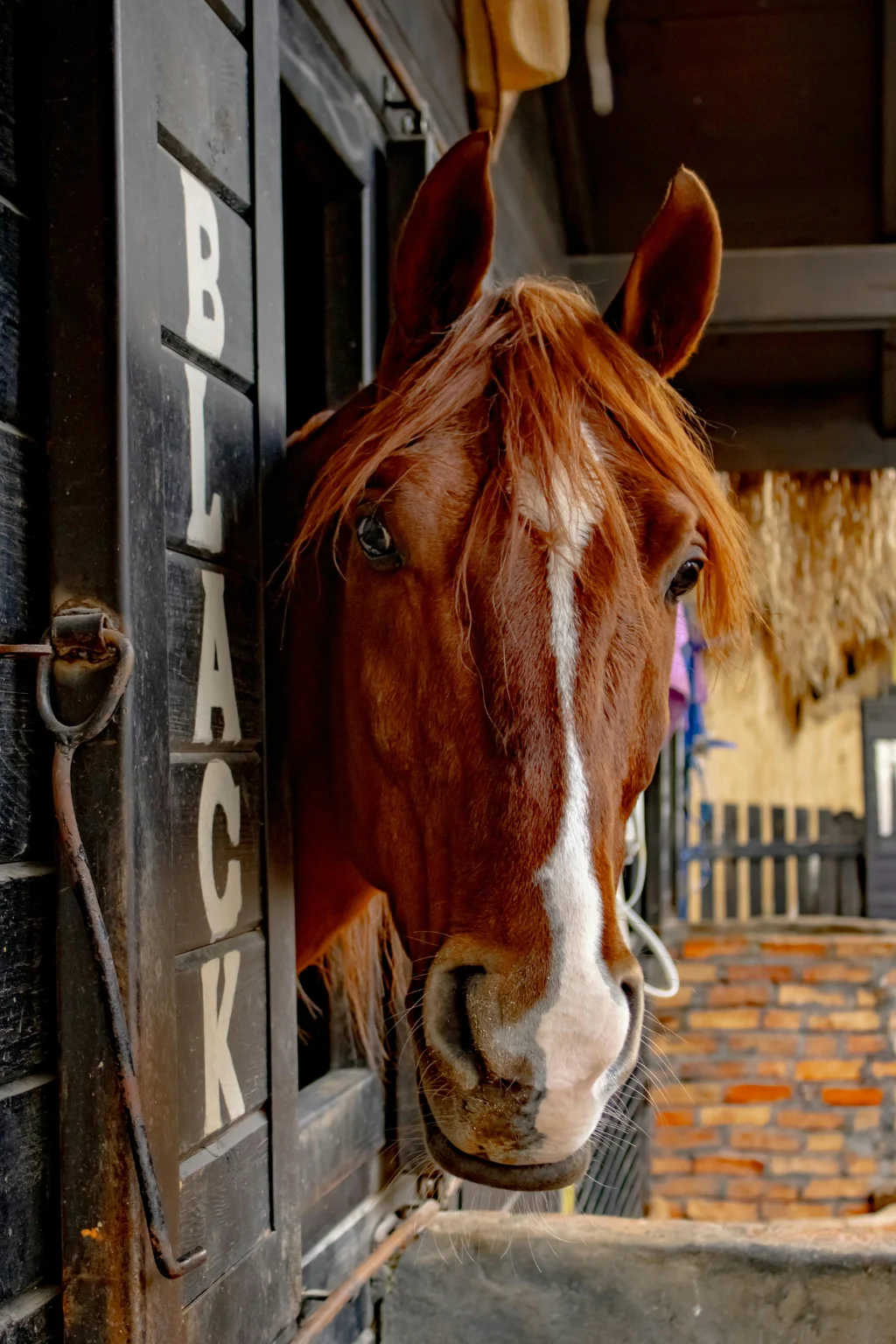 Horse looking over a stable door — new horse owner's guide