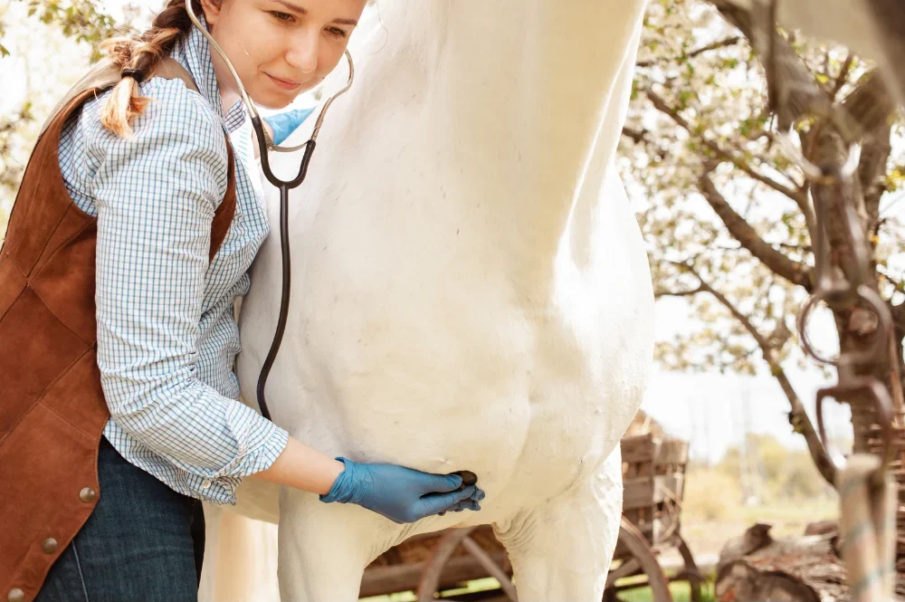 Horse being examined, temperature being checked