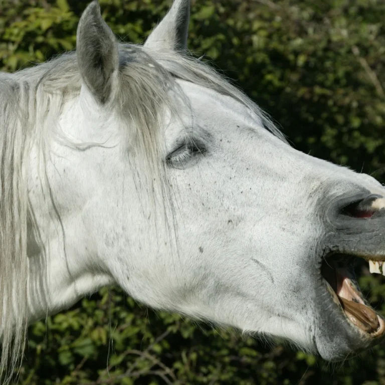 Horse yawning