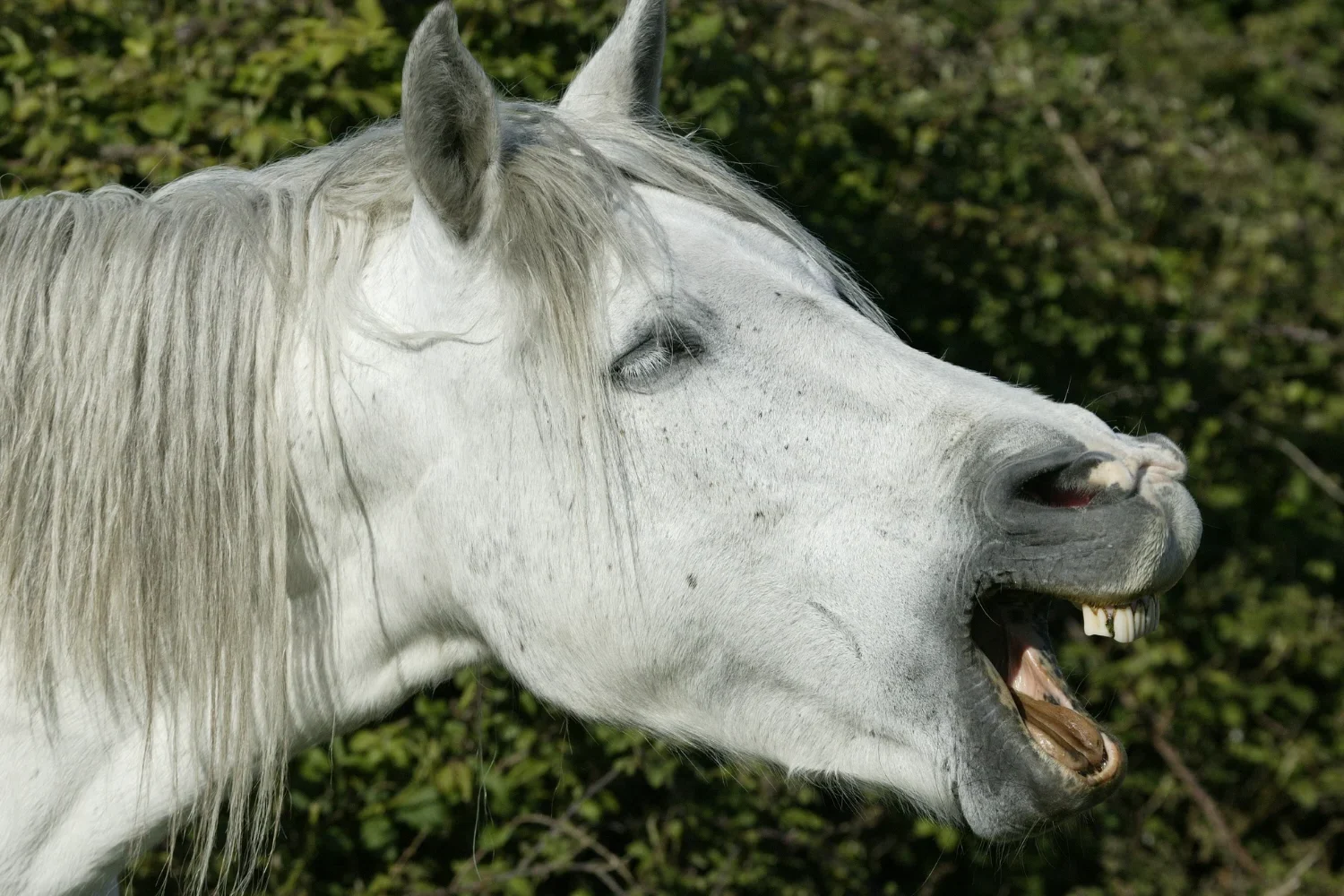 Horse yawning