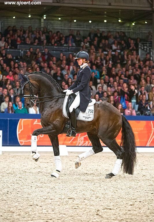 Understanding Dressage: The Principles and Objectives of the Sport