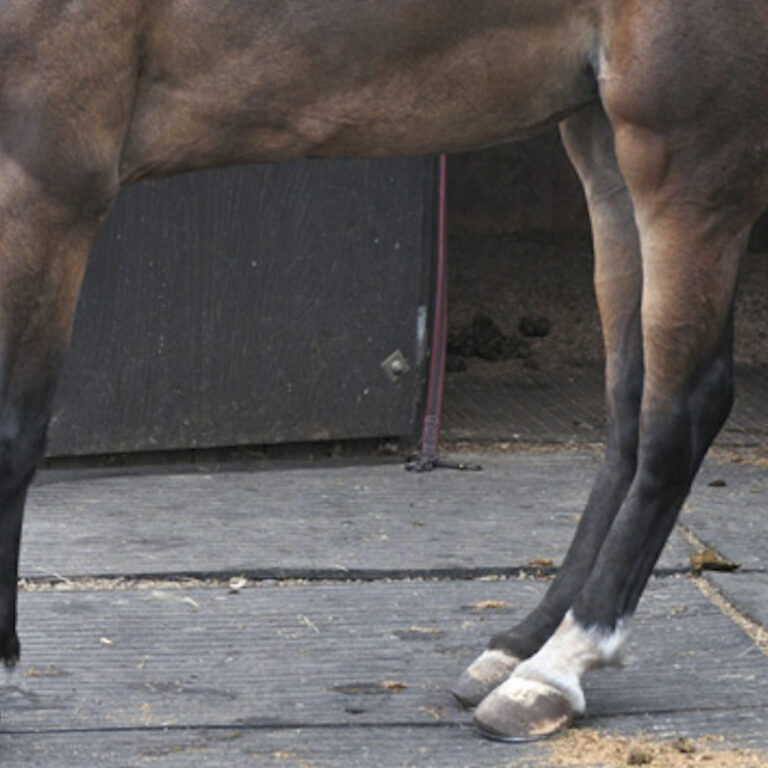 Laminitis: Why Your Horse Standing Camped Under Could Indicate pain