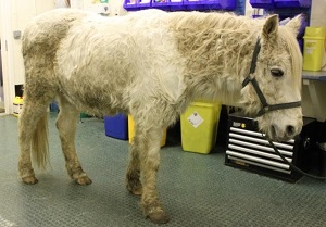 Treatment for a horse with Cushing's