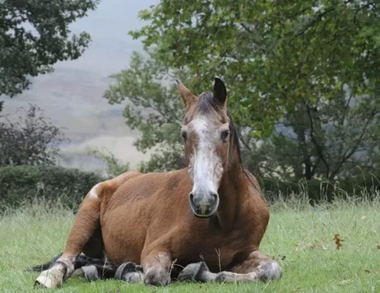 Cushing's disease in horses