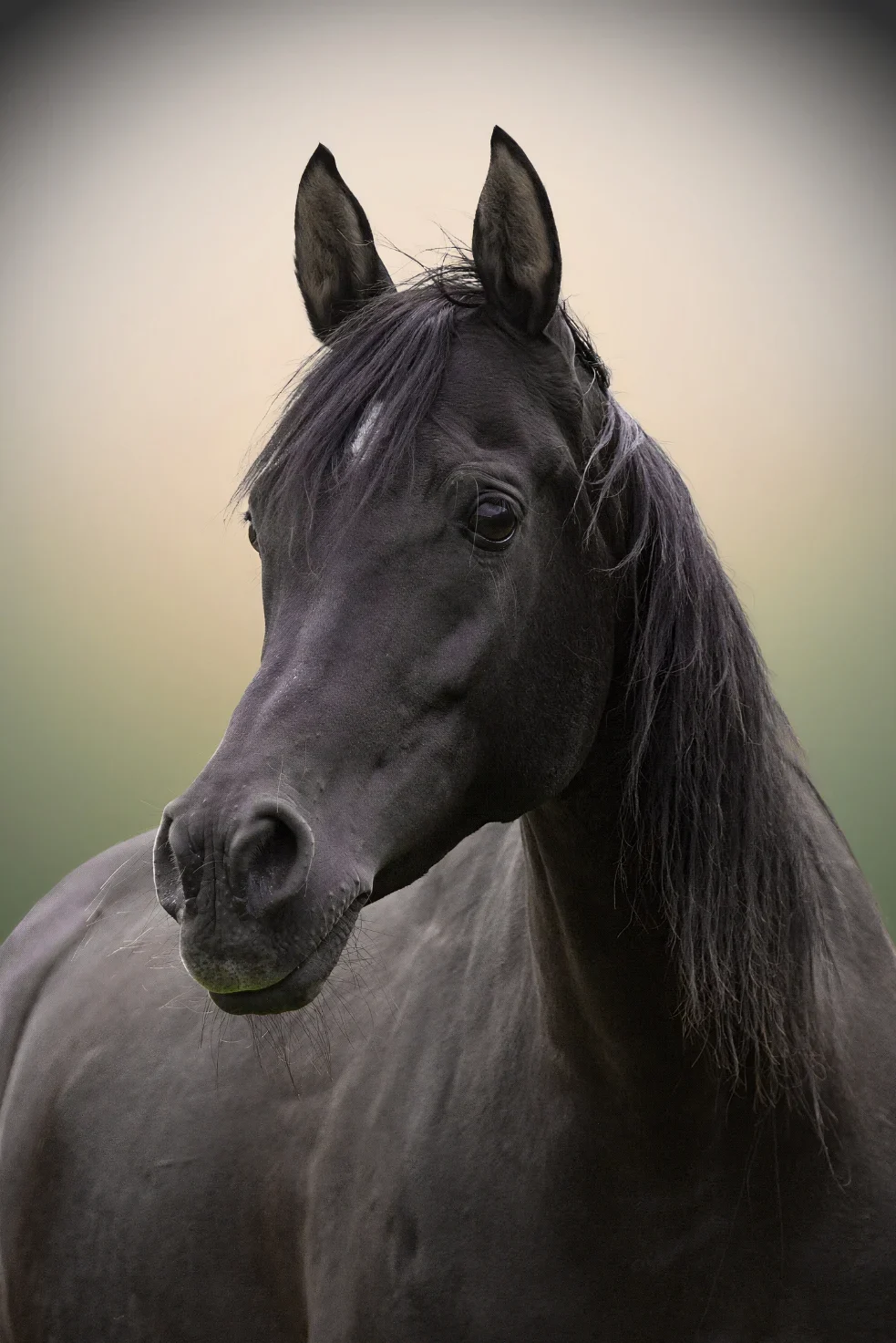 Thoroughbred Horse